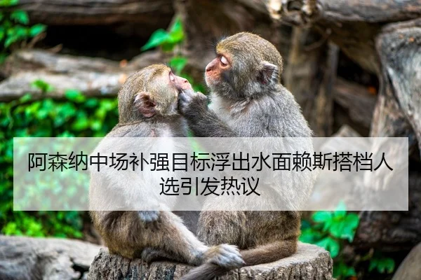 阿森纳中场补强目标浮出水面赖斯搭档人选引发热议